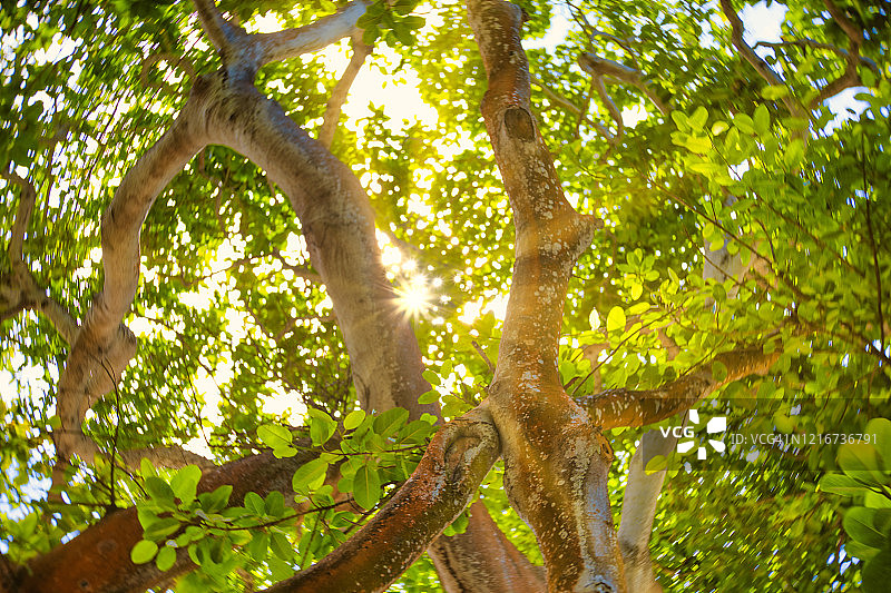 低角度的热带树枝与郁郁葱葱的绿色叶子图片素材