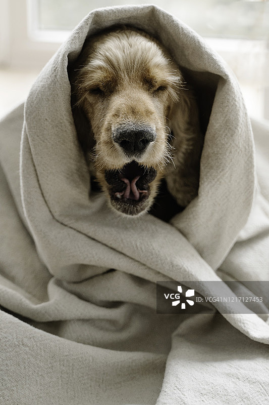 睡狗裹在毯子里图片素材