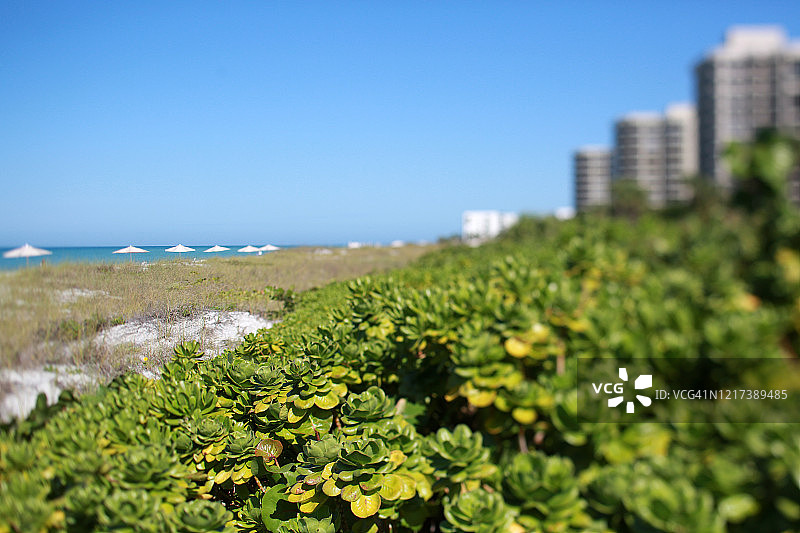 眺望墨西哥湾沿岸的佛罗里达海滩图片素材