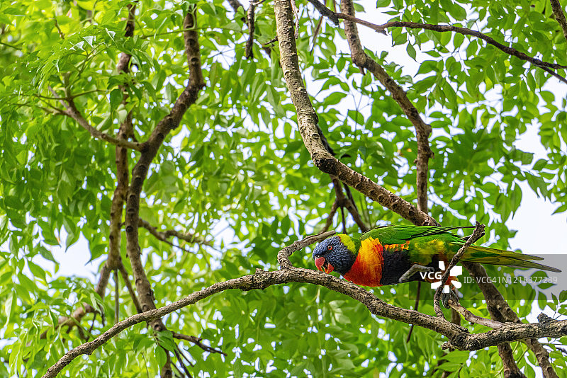 彩虹鹦鹉，新南威尔士州，澳大利亚图片素材