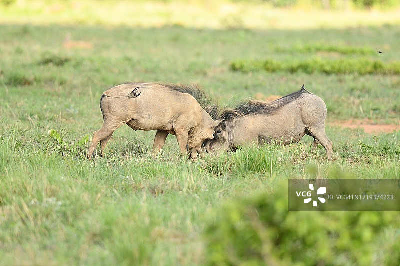 疣猪在南非为领土而战图片素材