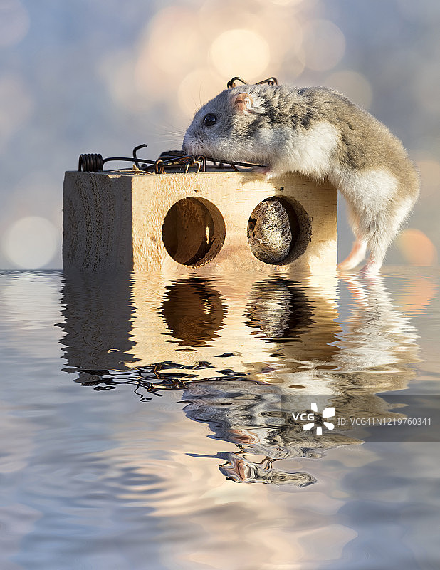 仓鼠在木制的陷阱或捕鼠器上玩耍，被水包围在户外。图片素材
