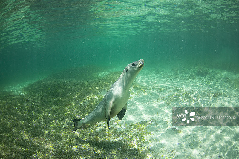 澳大利亚海狮图片素材