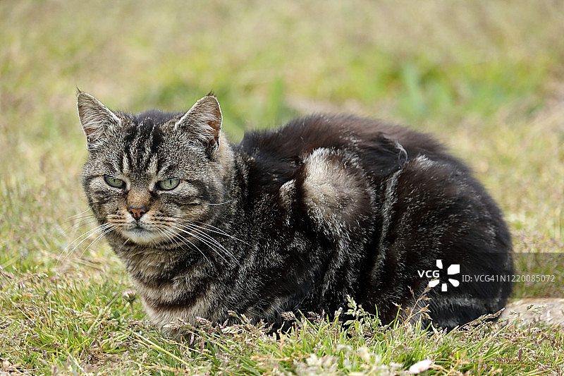 近距离观察一只不快乐的猫在一个花园在春天的时间图片素材