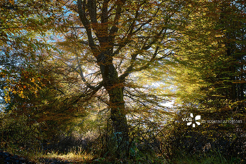 阳光穿过秋天森林的树叶——马拉卡胡洛-纳尔卡斯国家公园图片素材