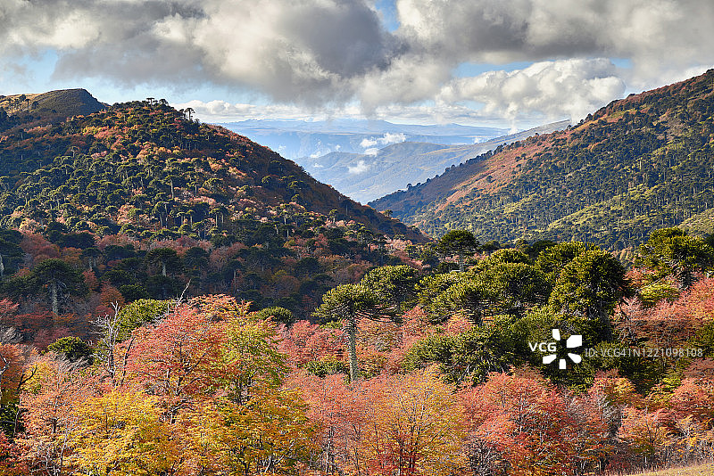 秋天森林的壮丽色彩- malalcahuello - naalcas国家公园图片素材