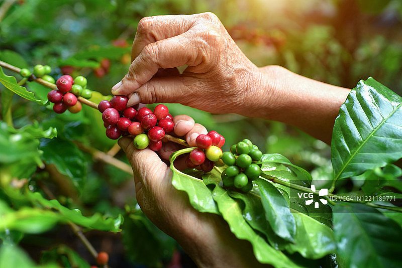 阿拉比卡咖啡浆果和农民的手罗布斯塔图片素材