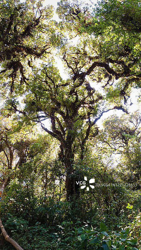 在山区雨林中雄伟的高树的广角视图图片素材