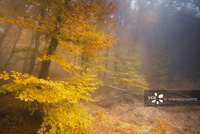 秋天的风景，雾蒙蒙的森林。图片素材
