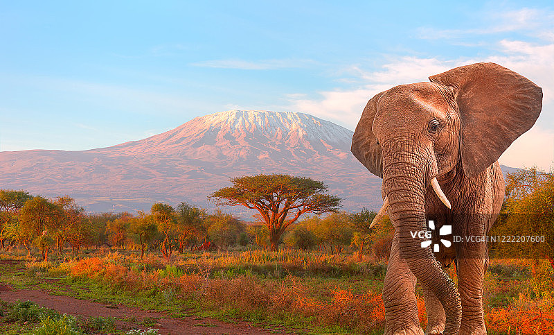 安博塞利和乞力马扎罗山的巨型大象图片素材