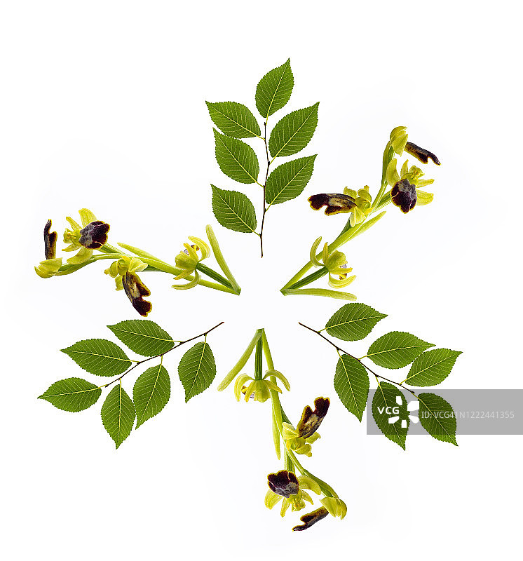 完整的画面，特写的小枝与兰花花和绿叶形成一个圆圈在白色的背景。图片素材