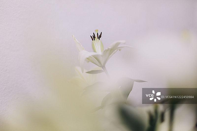 一个盛开的白色百合的近距离与雄蕊和花粉暴露图片素材