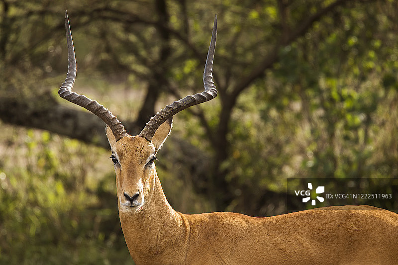 坦桑尼亚塞伦盖蒂国家公园野生动物园拍摄的黑斑羚图片的特写。非洲的野生自然图片素材