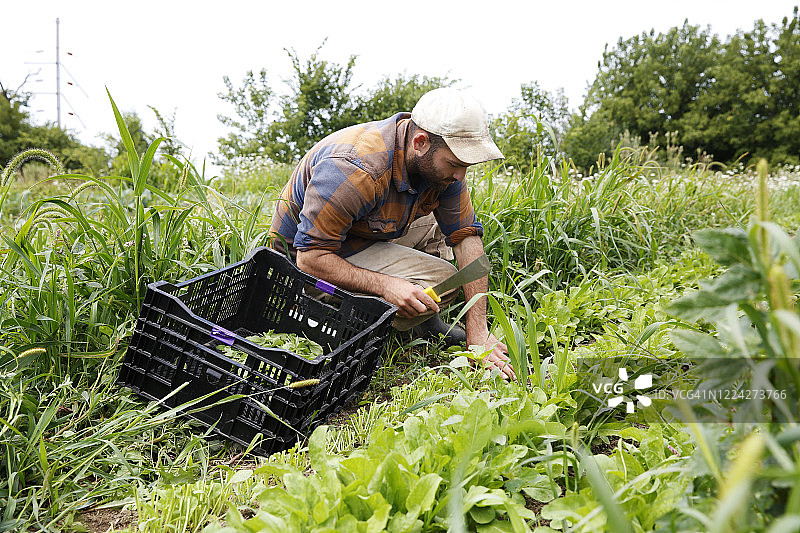 一位身穿格子上衣、头戴棒球帽的千禧一代男性农民在夏末的时候从田里收割菠菜。图片素材