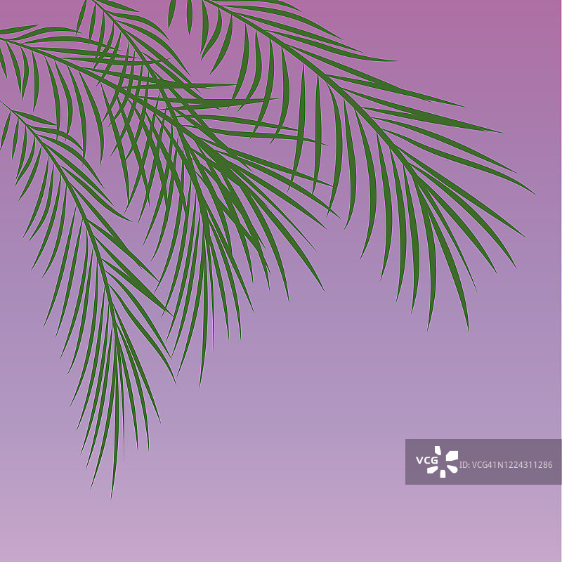 优雅的绿色棕榈枝与狭窄的叶子在覆盆子粉红色的背景与梯度。独特的棕榈枝悬挂在构图的左上角。矢量插图。图片素材