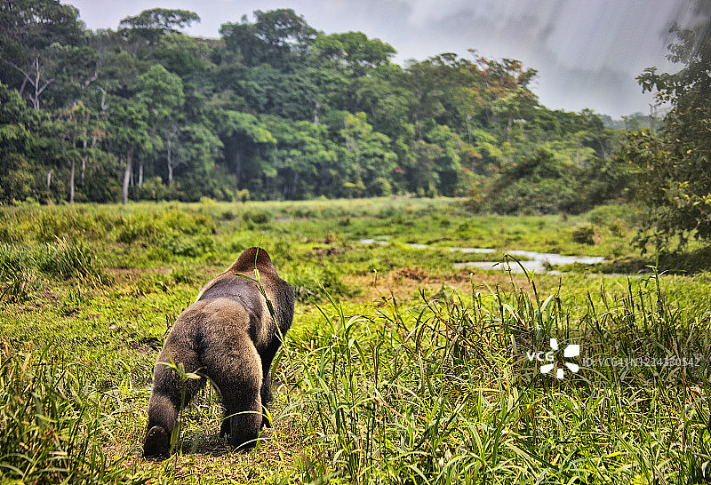 西部低地大猩猩(低地大猩猩)。白Hokou。zanga Sangha特别茂密森林保护区，中非共和国图片素材