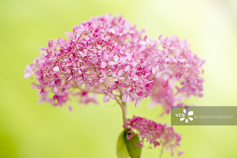 近距离拍摄美丽的绣球树“无敌精神ll”粉红色花朵在柔和的阳光图片素材