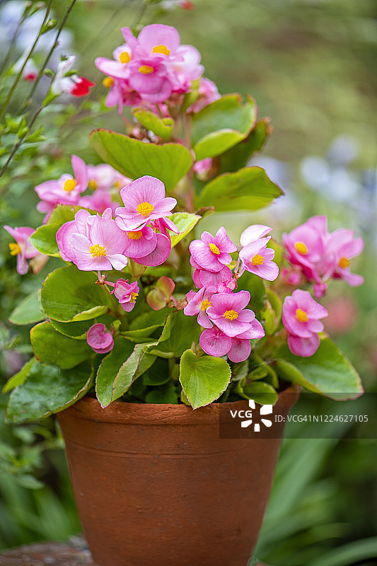 近距离图像的粉红色海棠永花夏季花在一个陶土花园花盆图片素材