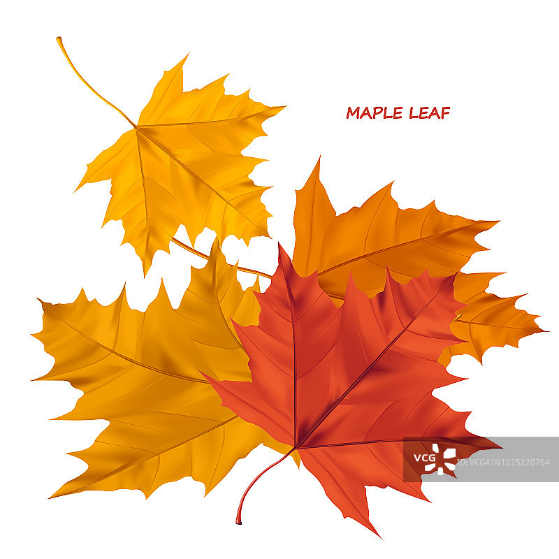 一组真实的矢量枫叶孤立在白色的背景。秋天的枫叶用来装饰贺卡、横幅和海报。图片素材