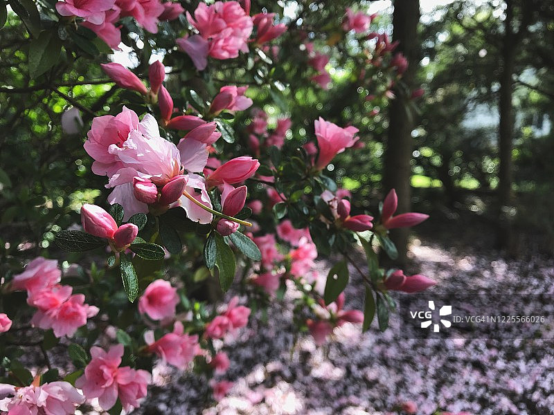 粉红色的杜鹃花和覆盖在樱花花瓣图片素材