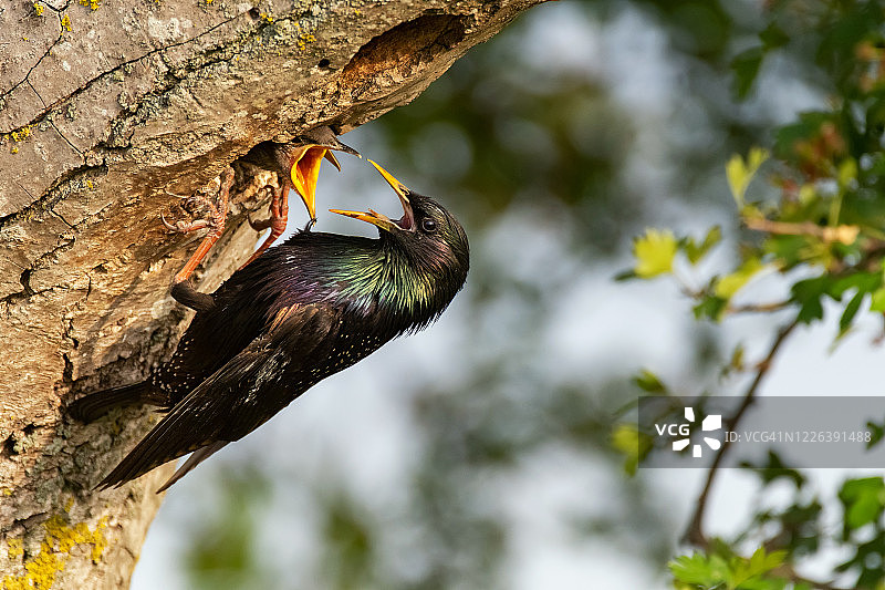椋鸟在中空的树上喂养雏鸟。近距离图片素材