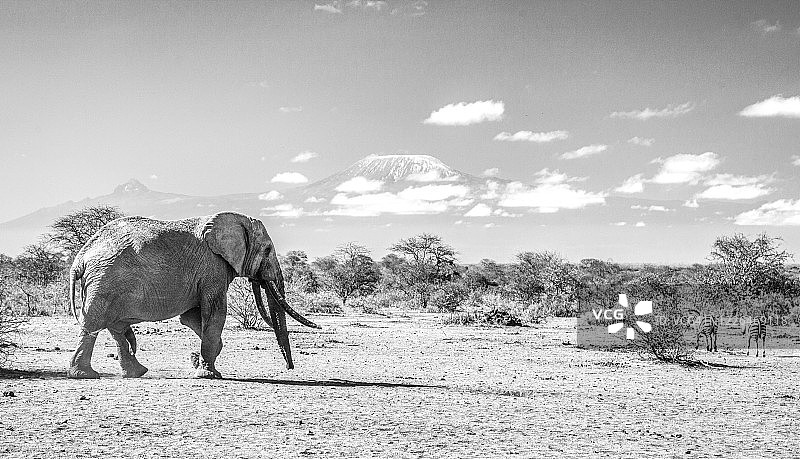 在安博塞利野生动物保护区，老象正穿过干燥的丛林大草原。乞力马扎罗山是背景。图片素材
