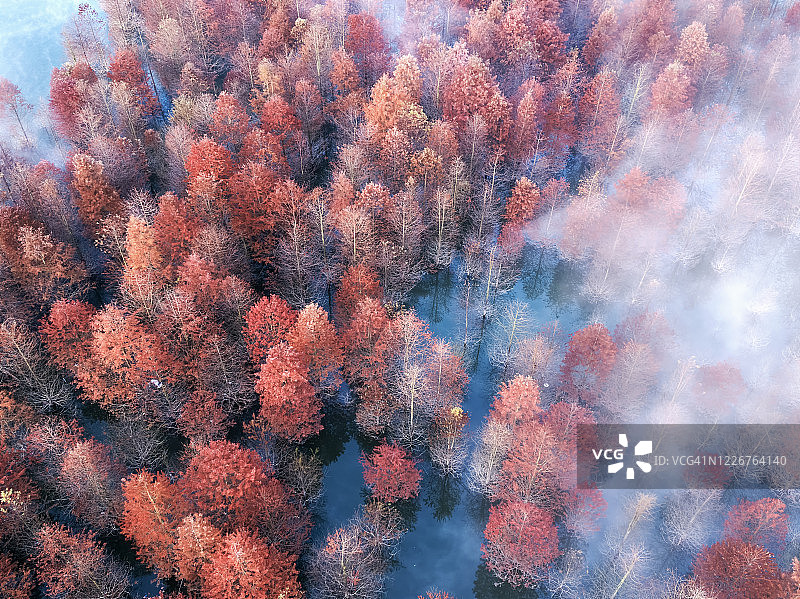 黎明时分的安徽红树林图片素材