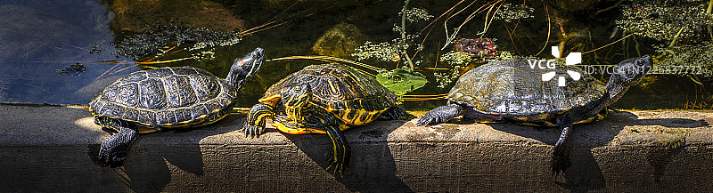 三只乌龟在池塘边休息图片素材