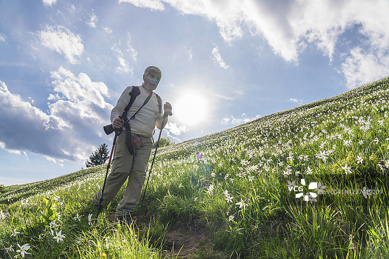 一名男子在斯洛文尼亚的水仙花山上徒步旅行图片素材