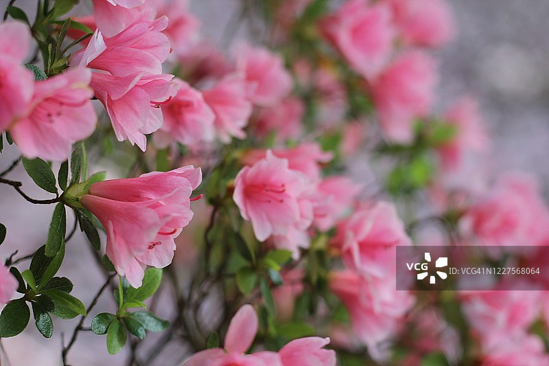 梦幻般的粉红色杜鹃花在春天盛开图片素材