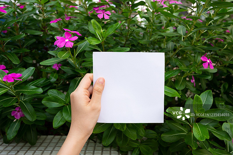 女人手拿白色的纸与粉红色的花和灌木背景。图片素材