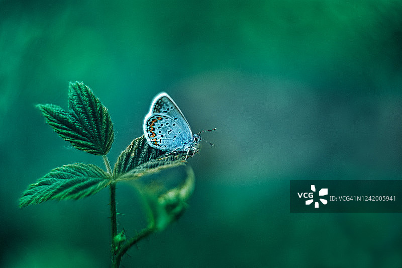 常见的蓝色蝴蝶在绿色的自然叶子背景图片素材