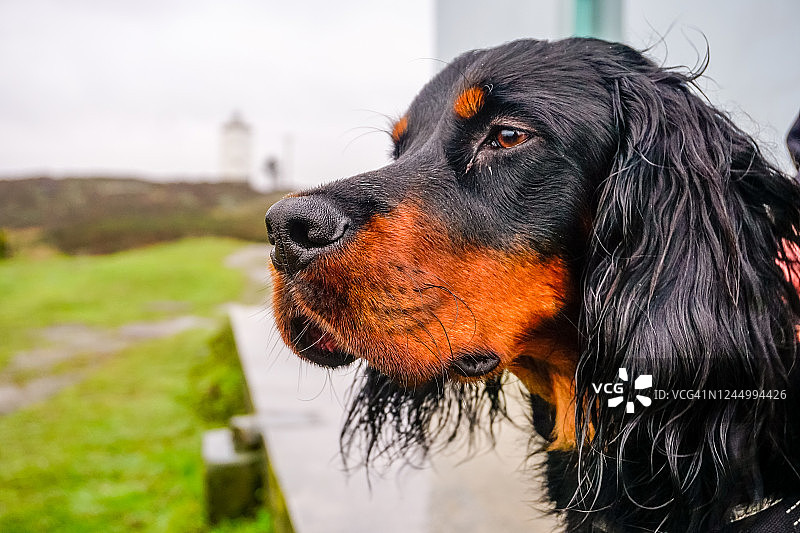 戈登塞特犬的肖像图片素材