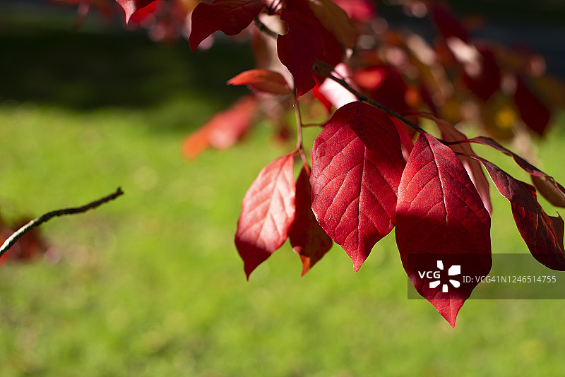秋天的树叶色彩鲜艳图片素材