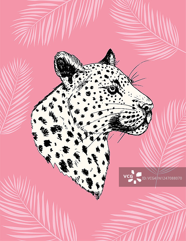 粉红色的猎豹和热带树叶在彩色的背景图片素材