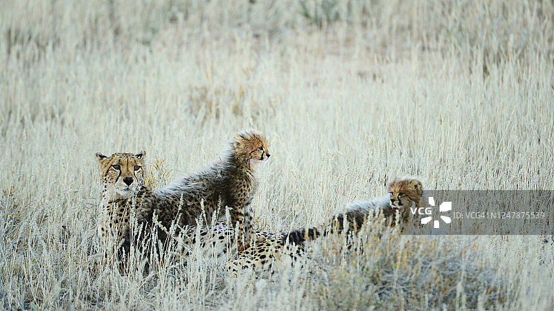一只母猎豹和她的三只幼崽正在吃一只跳羚的新鲜猎物图片素材