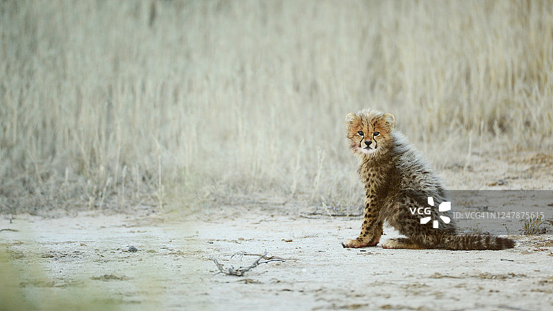 一只母猎豹和她的三只幼崽正在吃一只跳羚的新鲜猎物图片素材