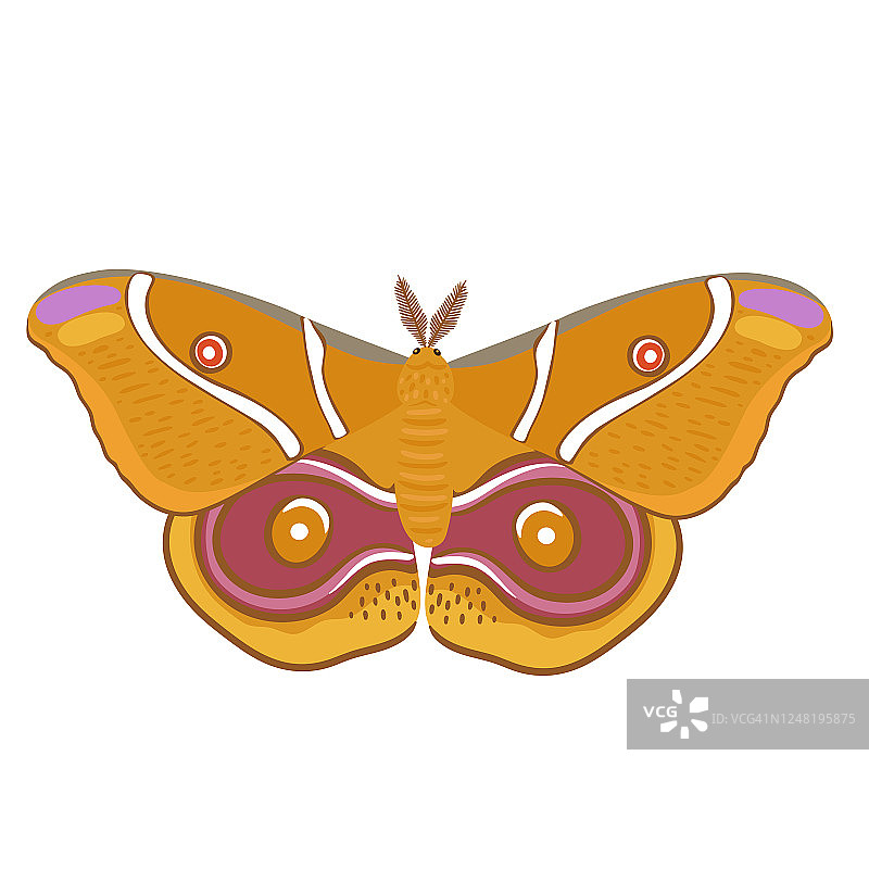 橙色蛾孤立在白色的背景。矢量图形。图片素材