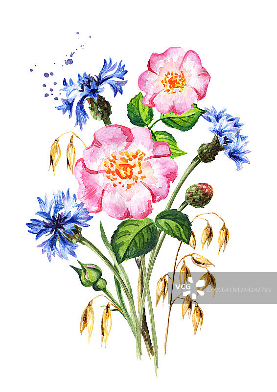 夏日的一束野玫瑰、矢车菊和燕麦。手绘水彩插图，孤立的白色背景图片素材