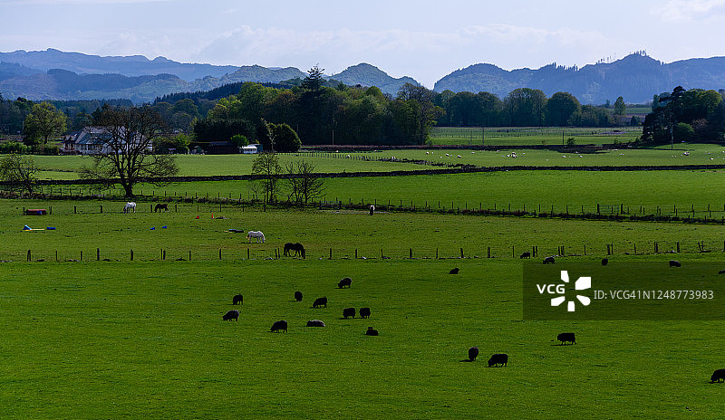 绵羊在田野里吃草，靠近奥班，阿盖尔，苏格兰，英国图片素材