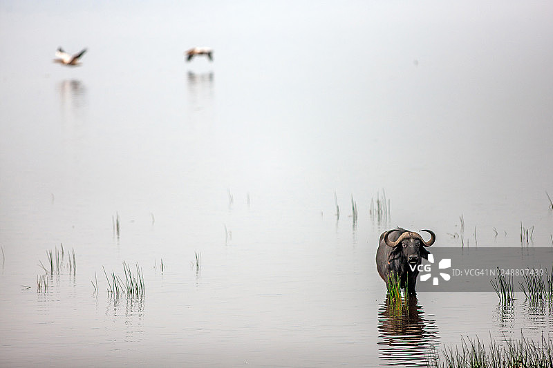 纳库鲁湖的非洲水牛(Syncerus caffer)看着镜头图片素材