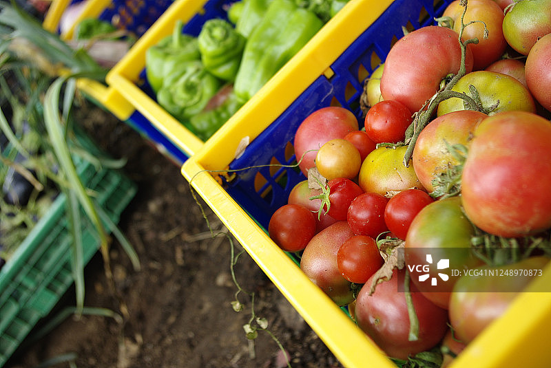 详细收集在花园里收获的西红柿、辣椒、蔬菜等图片素材