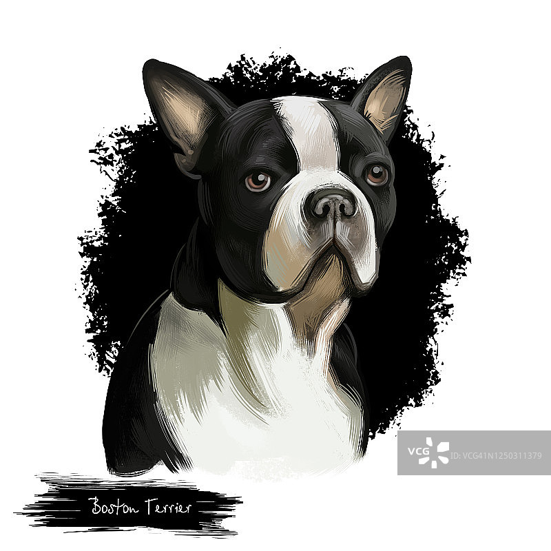 波士顿梗犬品种孤立在白色背景数字艺术插图。波士顿梗是一种体型紧凑，比例匀称的狗，黑白狗的肖像，家养的小狗宠物。图片素材