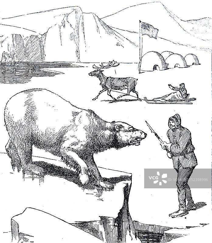 冰猎熊图片素材