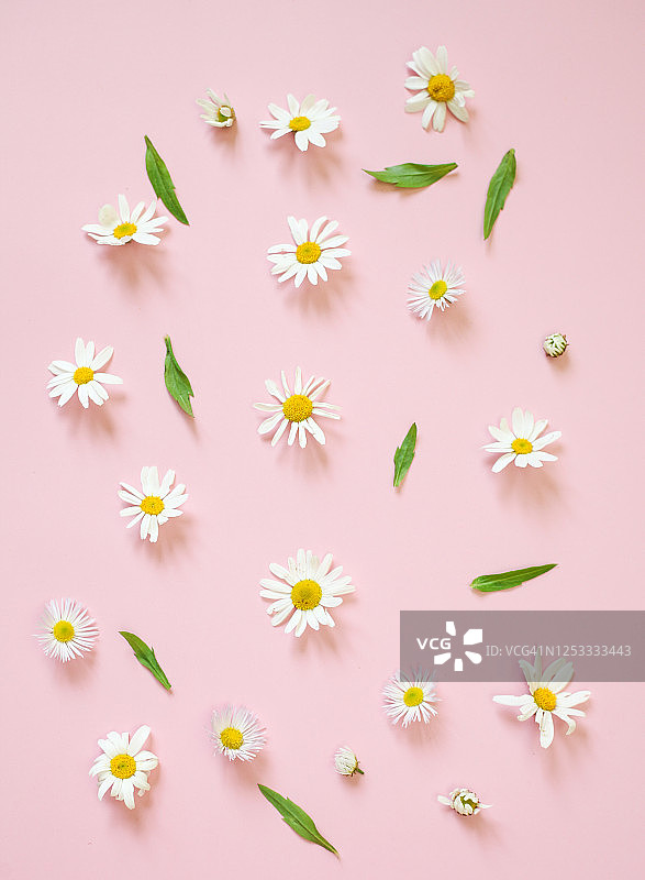 垂直的照片。雏菊洋甘菊白色花在粉红色的背景，复制空间的文本图片素材
