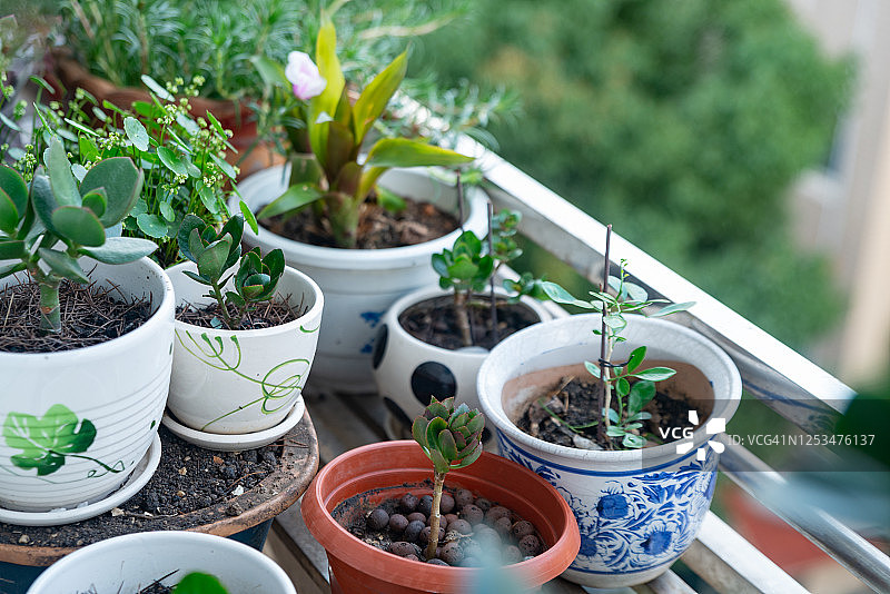 阳台上多种室内植物的特写图片素材