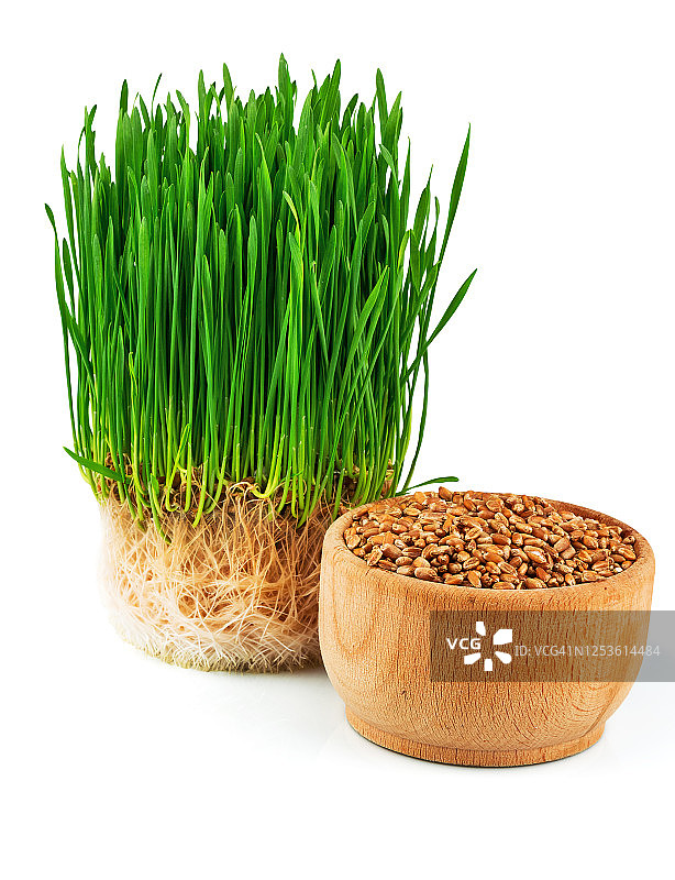小麦芽和小麦种子放在木碗里图片素材