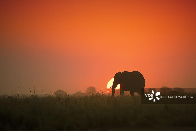 大象在日落前，丘比，博茨瓦纳，非洲图片素材