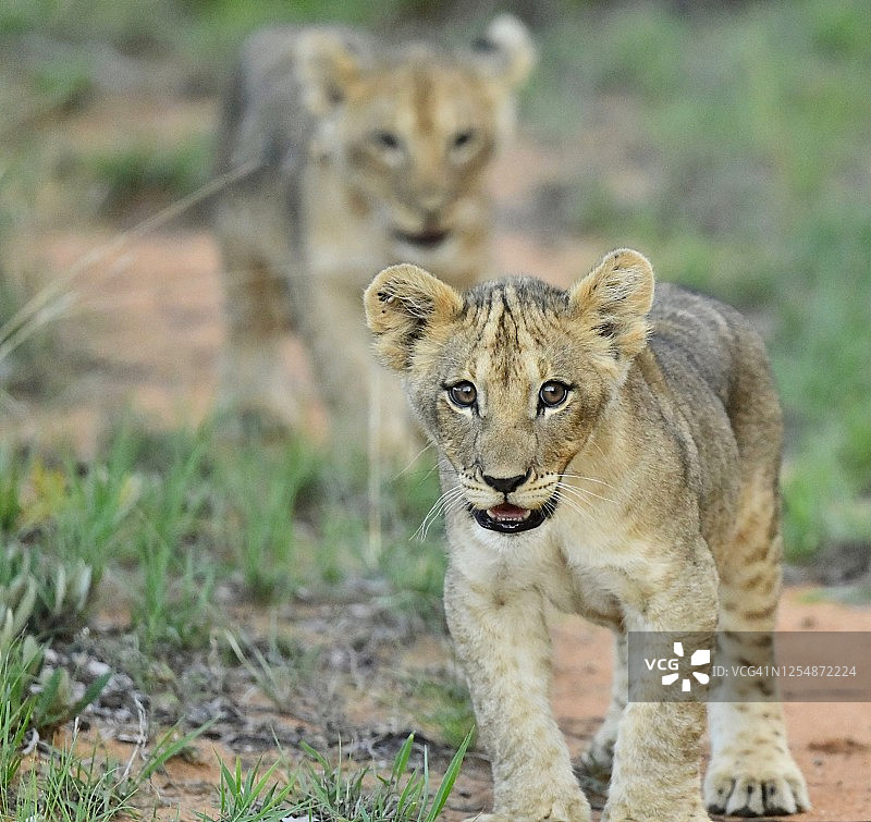野生狮子幼崽在丛林草原图片素材