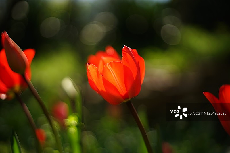 一个被升起/落下的太阳照亮的红色郁金香的特写。图片素材